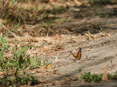 Vanessa virginiensis