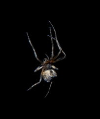 Cyphalonotus benoiti