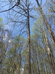 Liriodendron tulipifera