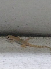 Cyrtopodion scabrum