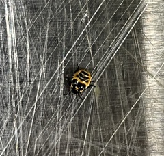Murgantia histrionica