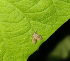 Clogmia