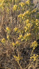 Chrysothamnus viscidiflorus