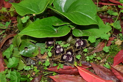 Asarum magnificum