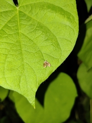 Clogmia