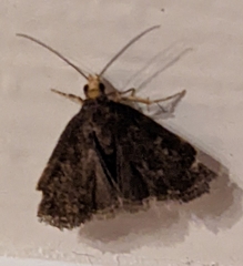 Insecta