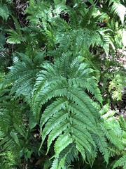 Dryopteris formosana