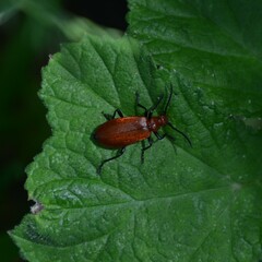 Pyrochroa serraticornis