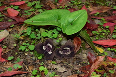 Asarum magnificum