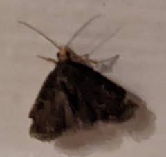 Insecta