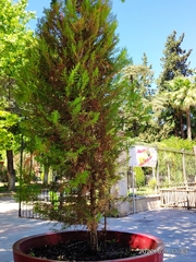 Platycladus orientalis