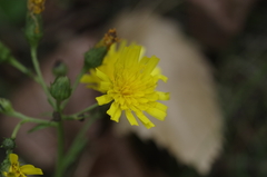 Hieracium umbellatum