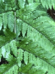 Dryopteris formosana