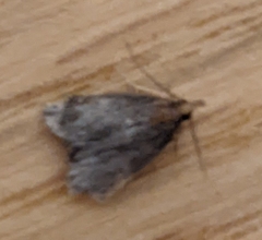 Insecta