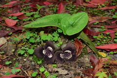 Asarum magnificum