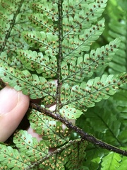 Dryopteris formosana