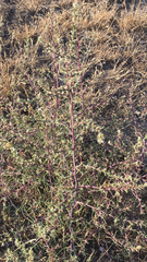 Salsola tragus