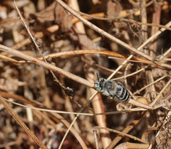 Anthophora curta