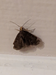 Insecta