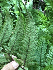 Dryopteris formosana