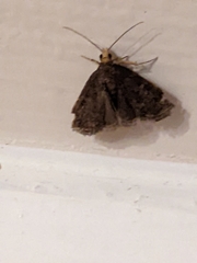 Insecta