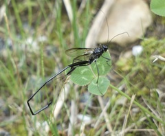 Pelecinus polyturator