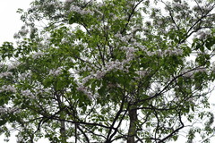 Catalpa bungei