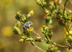 Anthophora curta