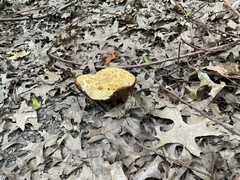 Suillus americanus