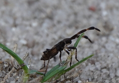 Coreus marginatus