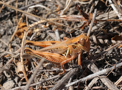 Melanoplus devastator