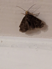 Insecta