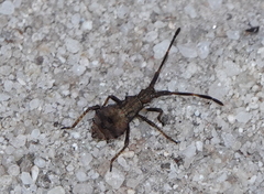 Coreus marginatus