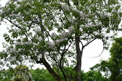 Catalpa bungei