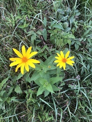 Helianthus strumosus