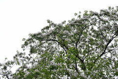 Catalpa bungei