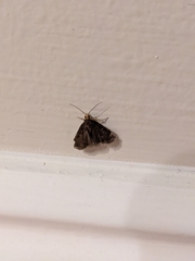 Insecta