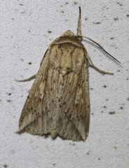 Mythimna decisissima