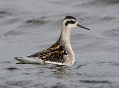Phalaropus lobatus
