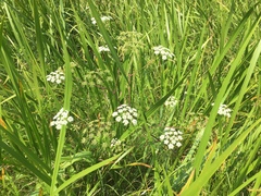 Cicuta maculata