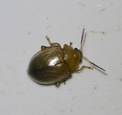 Nisotra bicolorata