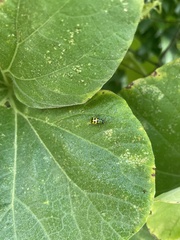 Diabrotica undecimpunctata