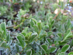 Hermannia ternifolia