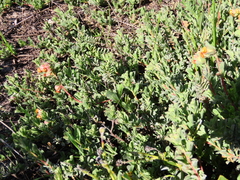 Hermannia ternifolia