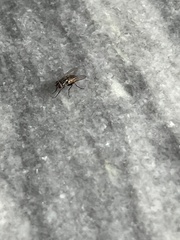 Musca domestica