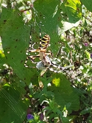 Argiope bruennichi
