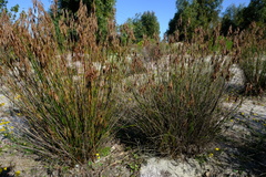 Thamnochortus punctatus