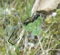 Pelecinus polyturator