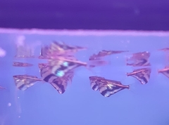 Carnegiella strigata