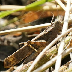 Dissosteira carolina